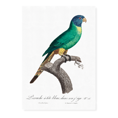 The Blue-Crowned Parakeet, Thectocercus acuticaudatus  - Art Print