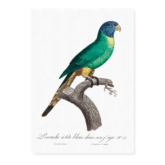 The Blue-Crowned Parakeet, Thectocercus acuticaudatus  - Art Print