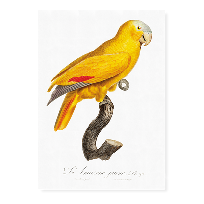 The Blue-Fronted Parrot, Amazona aestiva  - Art Print