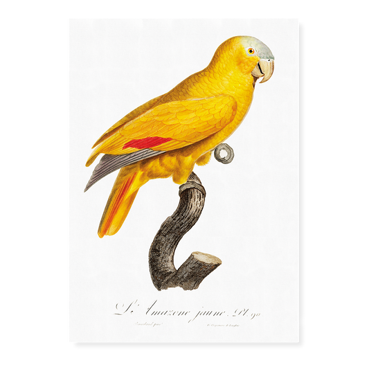The Blue-Fronted Parrot, Amazona aestiva  - Art Print