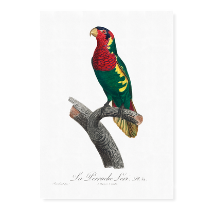 The Blue-Headed Lorikeet (Trichoglossus haematodus)   - Art Print
