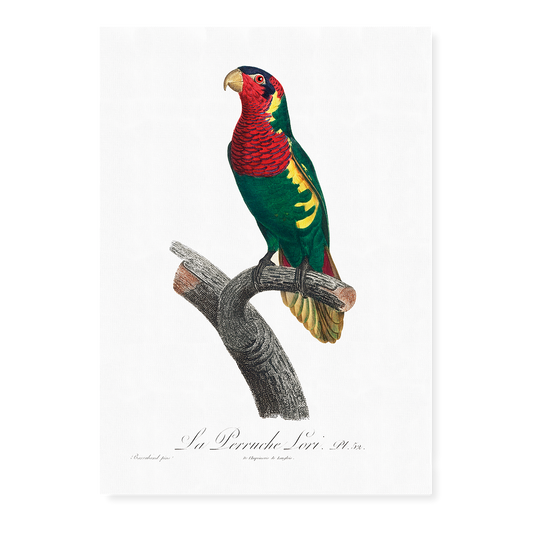 The Blue-Headed Lorikeet (Trichoglossus haematodus)   - Art Print