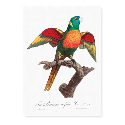 The Blue-Headed Parrot, Pionus menstruus   - Art Print