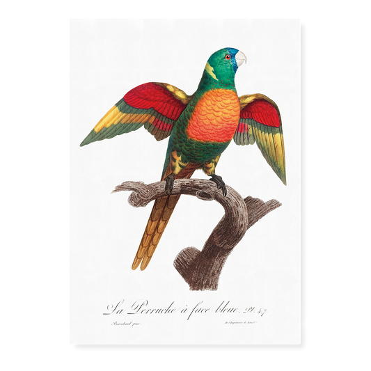 The Blue-Headed Parrot, Pionus menstruus   - Art Print