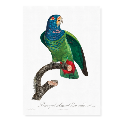 The Blue-Headed Parrot, Pionus menstruus  - Art Print