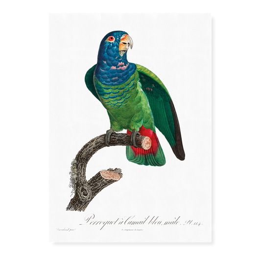 The Blue-Headed Parrot, Pionus menstruus  - Art Print