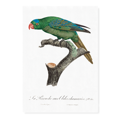 The Blue-Naped Parrot, Tanygnathus lucionensis  - Art Print