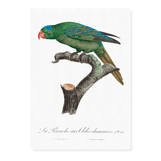 The Blue-Naped Parrot, Tanygnathus lucionensis  - Art Print