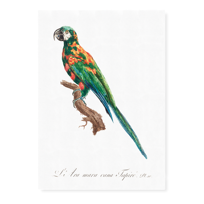 The Blue-Winged Macaw, Primolius maracana I - Art Print