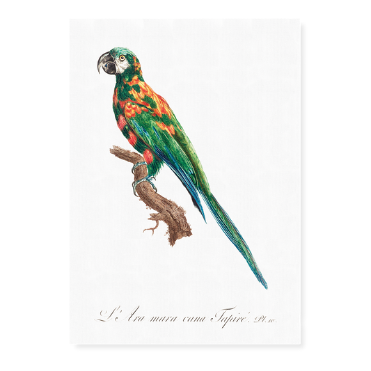 The Blue-Winged Macaw, Primolius maracana I - Art Print