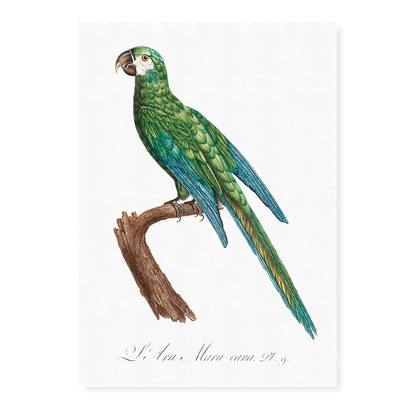 The Blue-Winged Macaw, Primolius maracana II - Art Print