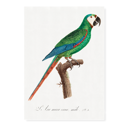 The Blue-Winged Macaw, Primolius maracana III - Art Print