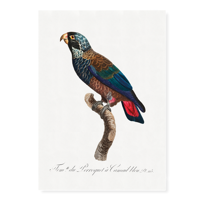 The Bronze-Winged Parrot, Pionus chalcopterus  - Art Print