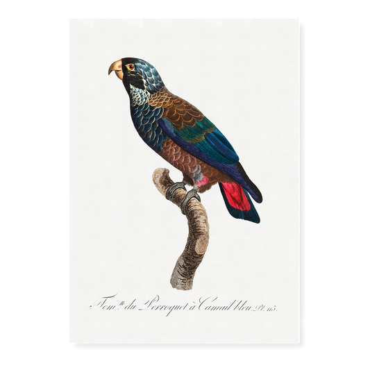 The Bronze-Winged Parrot, Pionus chalcopterus  - Art Print