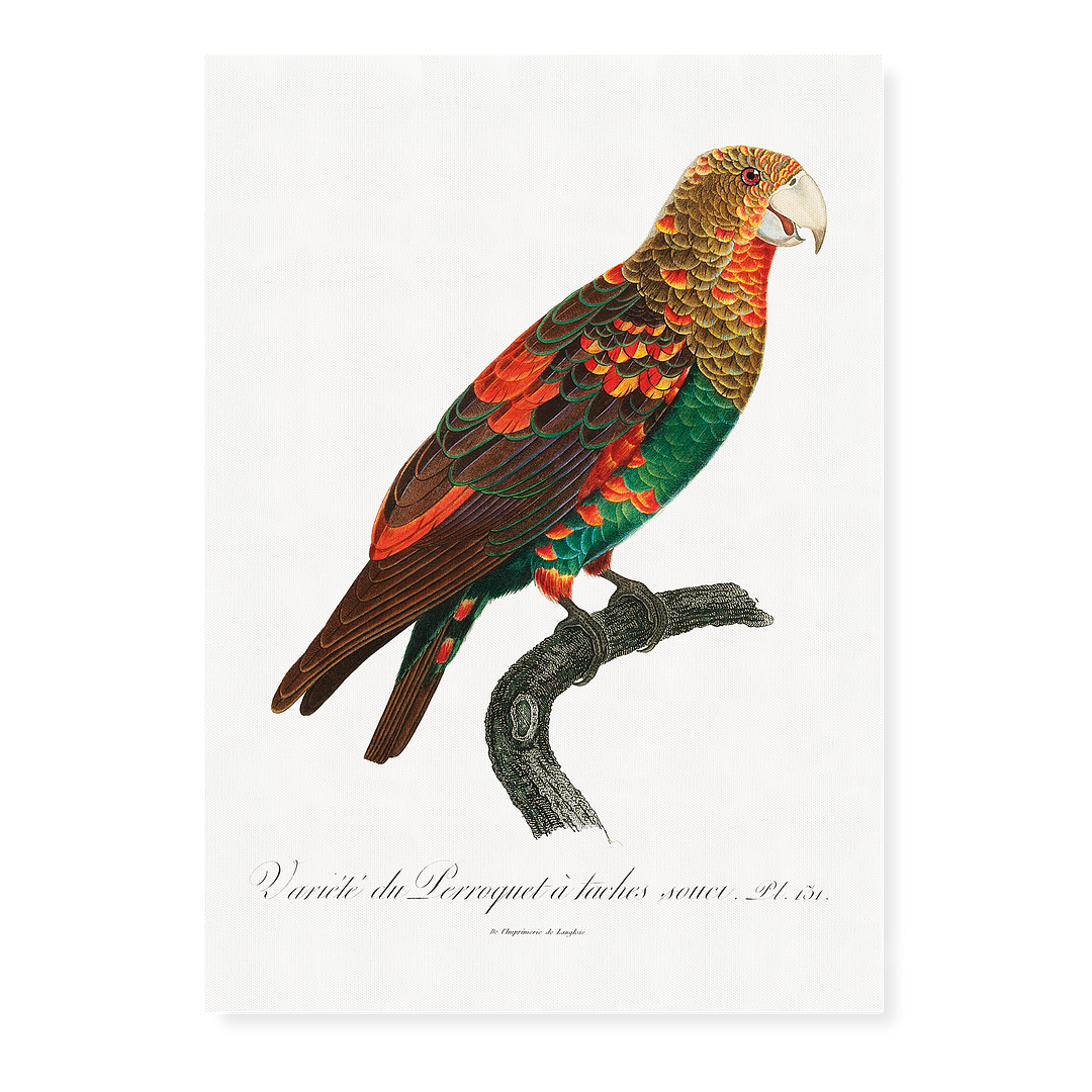 The Brown-Necked Parrot  - Art Print