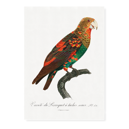 The Brown-Necked Parrot  - Art Print