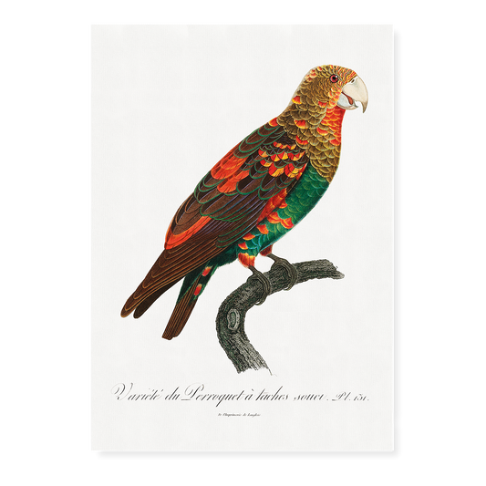 The Brown-Necked Parrot  - Art Print
