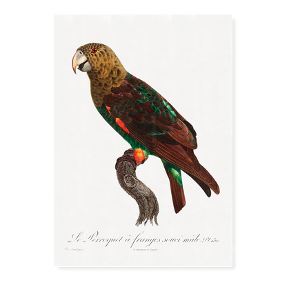 The Brown-Necked Parrot, Poicephalus fuscicollis from Natural History of Parrots - Art Print