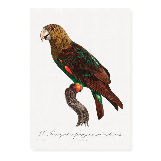 The Brown-Necked Parrot, Poicephalus fuscicollis from Natural History of Parrots - Art Print