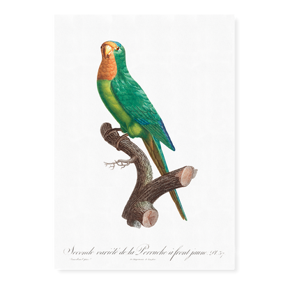 The brown-throated parakeet, Eupsittula pertinax  - Art Print