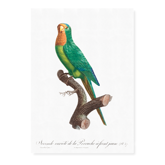 The brown-throated parakeet, Eupsittula pertinax  - Art Print