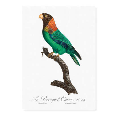 The Caica Parrot, Pyrilia caica  - Art Print