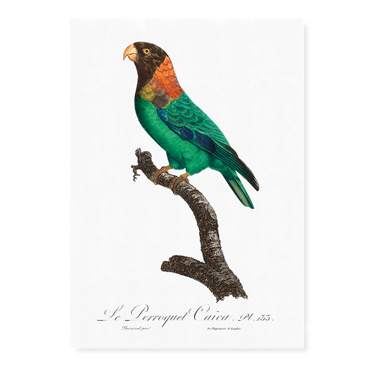 The Caica Parrot, Pyrilia caica  - Art Print