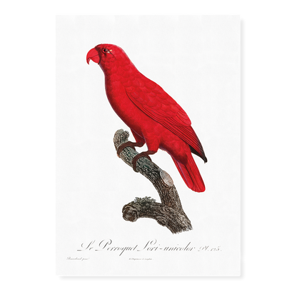 The Cardinal Lory, Chalcopsitta cardinalis  - Art Print