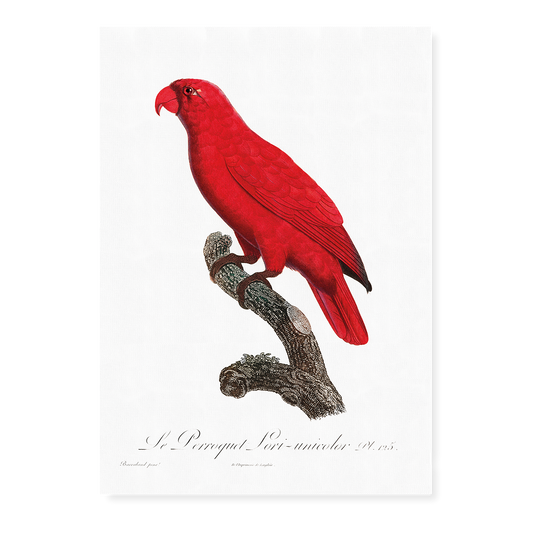 The Cardinal Lory, Chalcopsitta cardinalis  - Art Print
