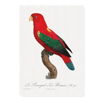 The Chattering Lory, Lorius garrulus  - Art Print
