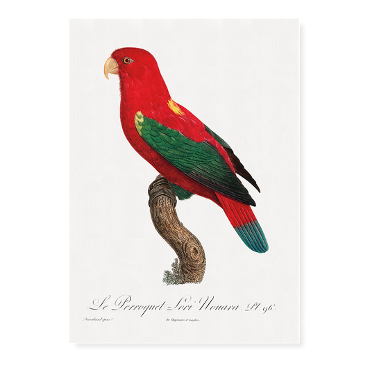 The Chattering Lory, Lorius garrulus  - Art Print