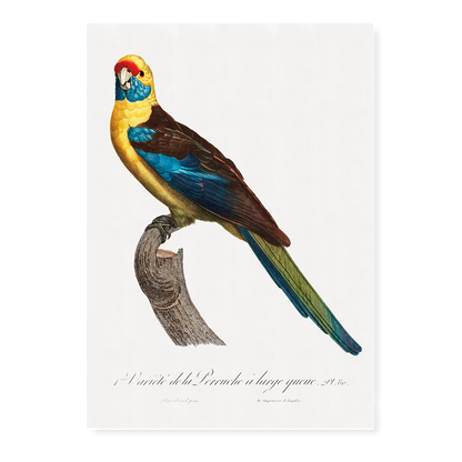 The Crimson Rosella, Platycercus elegans  - Art Print