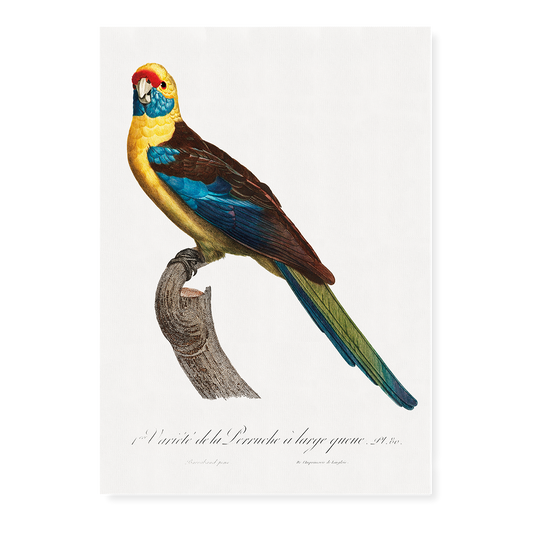 The Crimson Rosella, Platycercus elegans  - Art Print