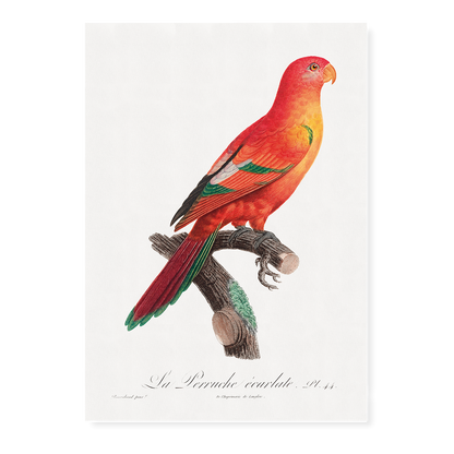 The Crimson Shining Parrot, Prosopeia splendens  - Art Print