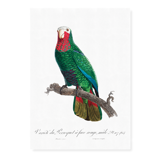The Cuban Amazon (Amazona leucocephala)  - Art Print