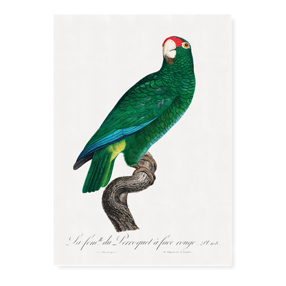 The Cuban Amazon, Amazona leucocephala - Art Print