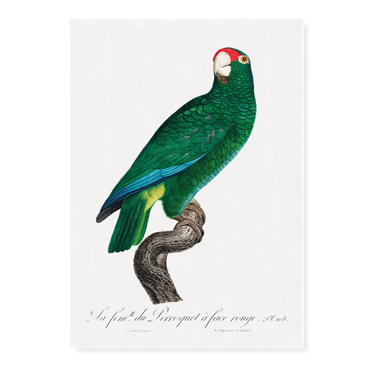 The Cuban Amazon, Amazona leucocephala - Art Print