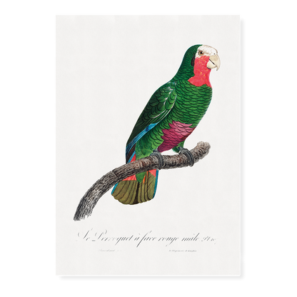 The Cuban Amazon, Amazona leucocephala I - Art Print