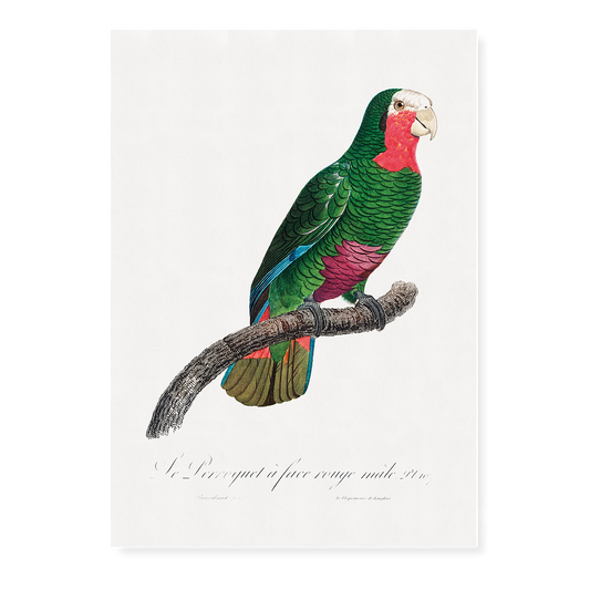 The Cuban Amazon, Amazona leucocephala I - Art Print