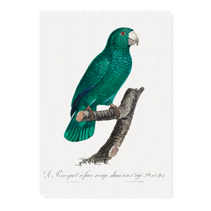 The Cuban Amazon, Amazona leucocephala II - Art Print