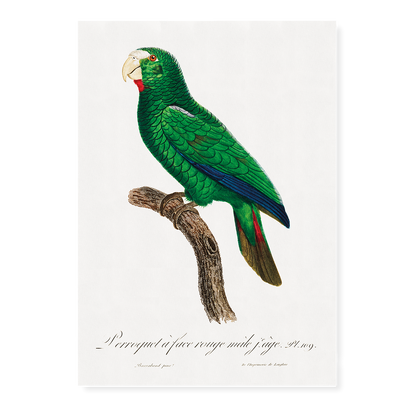 The Cuban Amazon, Amazona leucocephala, male III - Art Print