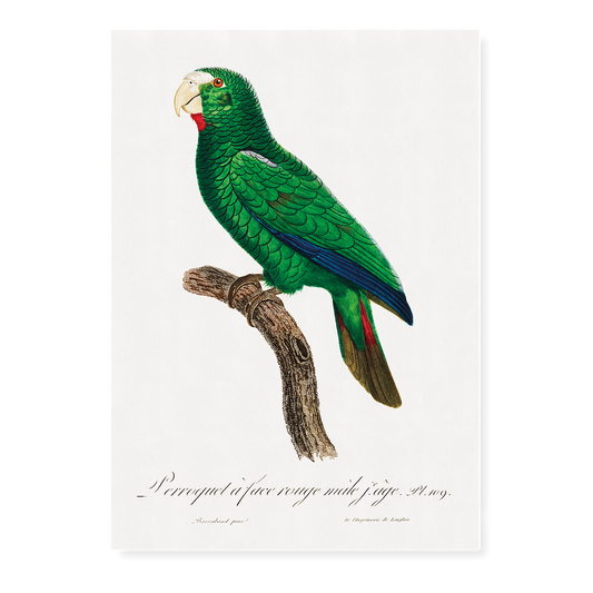 The Cuban Amazon, Amazona leucocephala, male III - Art Print