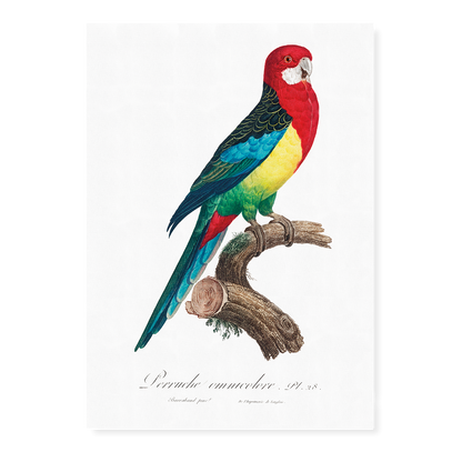 The Eastern Rosella, Platycercus eximius I - Art Print