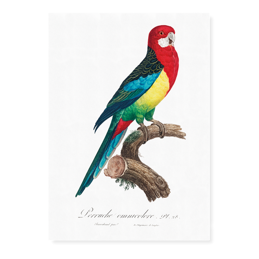 The Eastern Rosella, Platycercus eximius I - Art Print