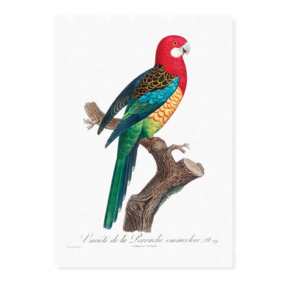 The Eastern Rosella, Platycercus eximius II - Art Print