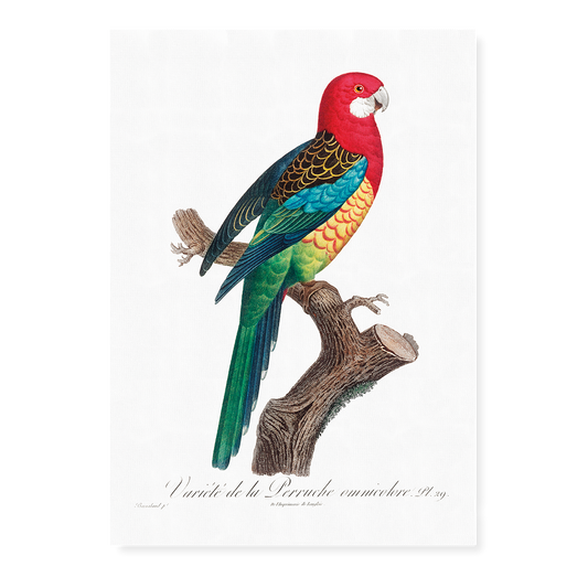 The Eastern Rosella, Platycercus eximius II - Art Print