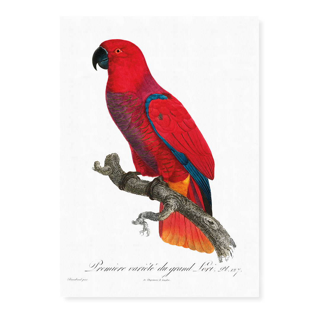 The Eclectus Parrot  - Art Print