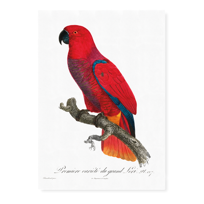 The Eclectus Parrot  - Art Print