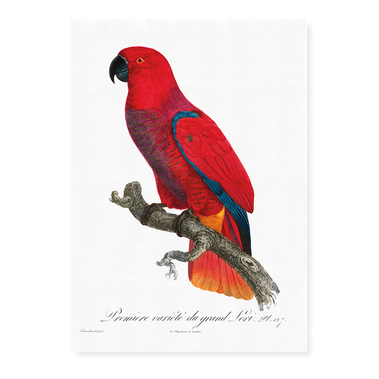 The Eclectus Parrot  - Art Print
