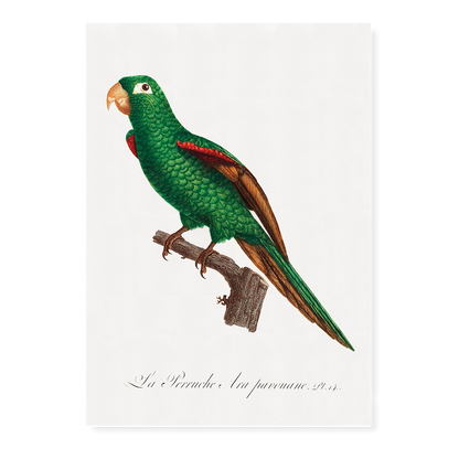 The Eclectus Parrot, Eclectus roratus  - Art Print